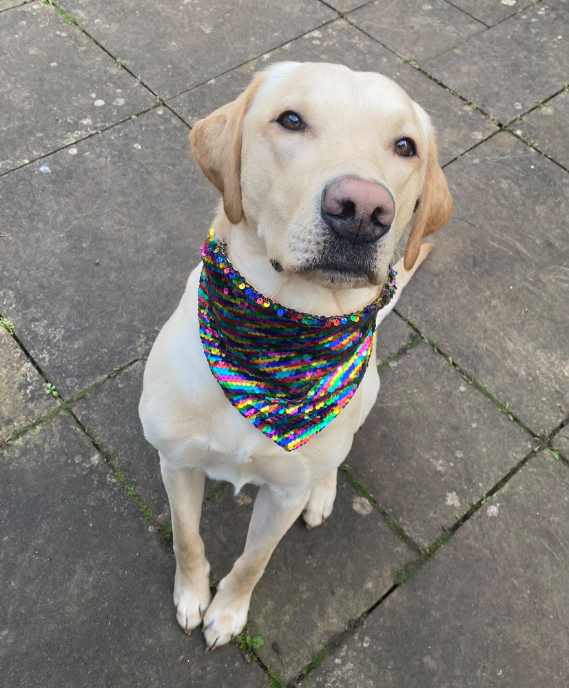 Rainbow dog bandana best sale