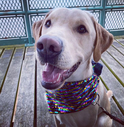 Dog Bandanas-Ready Made